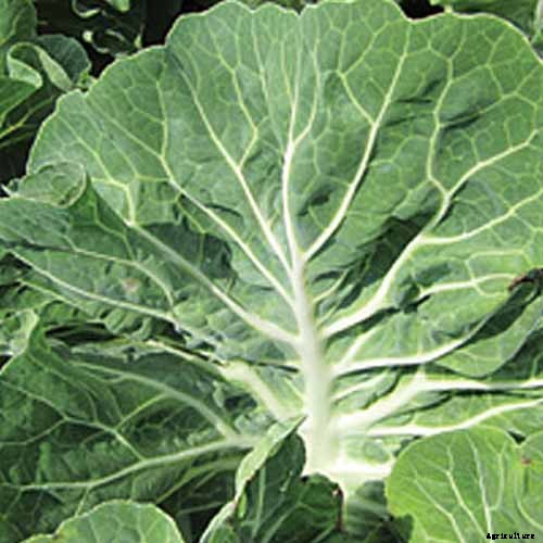 Will Kale Grow in Containers? Tips for Growing Your Crop in Pots
