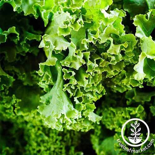 Will Kale Grow in Containers? Tips for Growing Your Crop in Pots