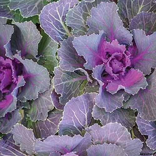 Will Kale Grow in Containers? Tips for Growing Your Crop in Pots