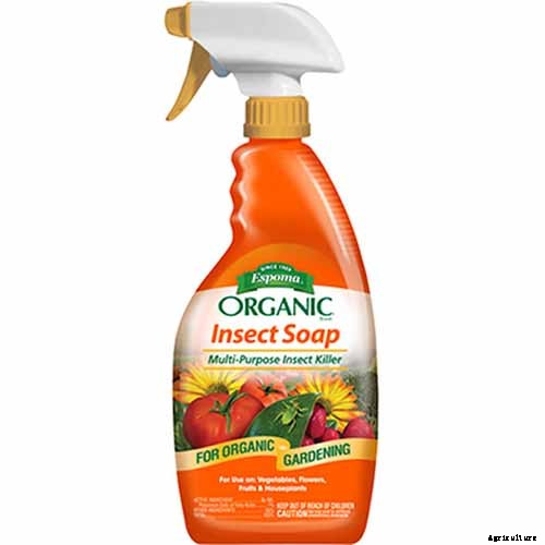 Will Kale Grow in Containers? Tips for Growing Your Crop in Pots