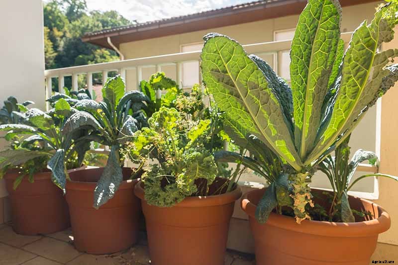 Will Kale Grow in Containers? Tips for Growing Your Crop in Pots