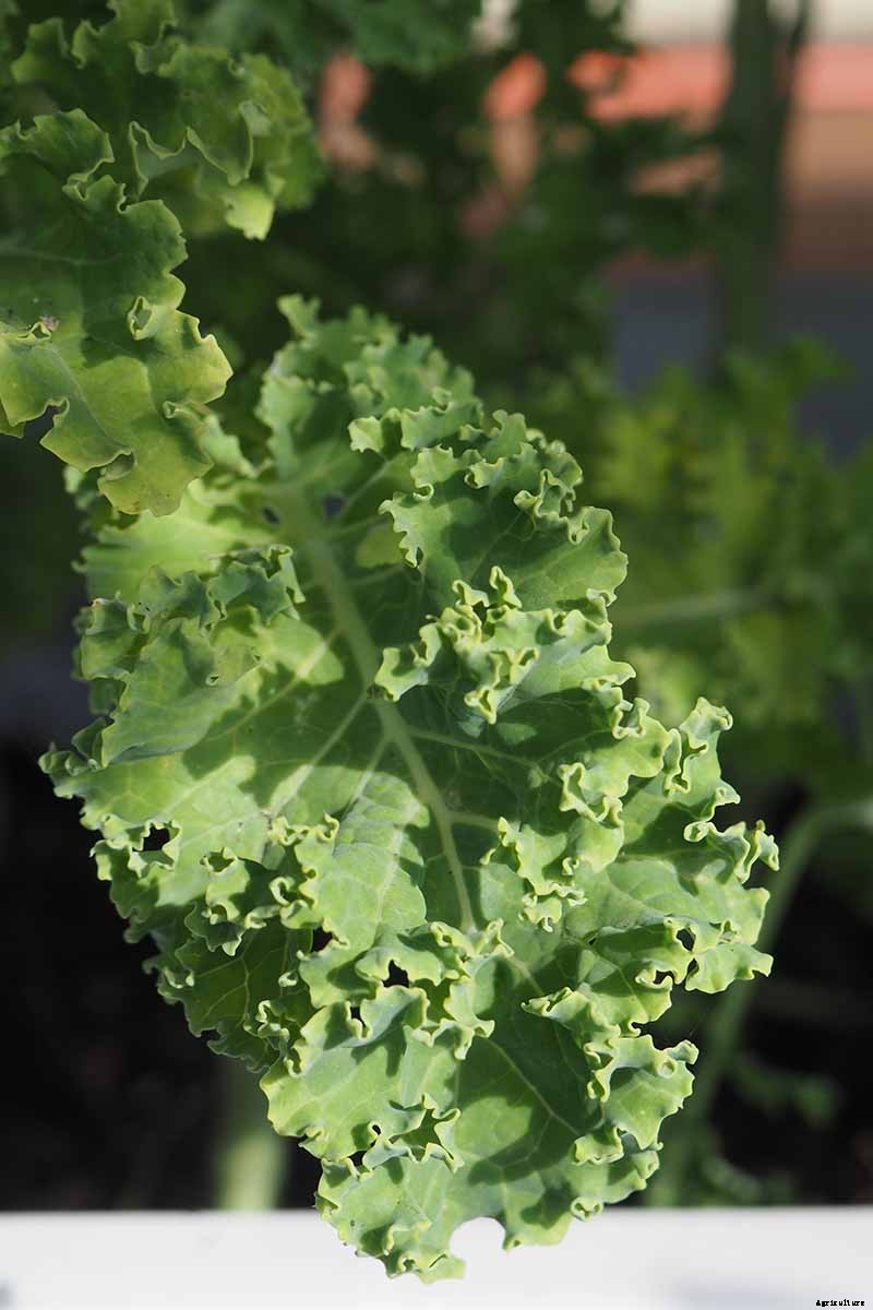 Will Kale Grow in Containers? Tips for Growing Your Crop in Pots