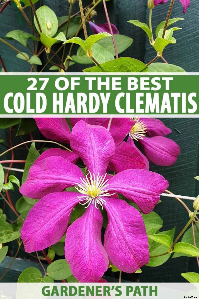 27 of the Best Cold Hardy Clematis Varieties