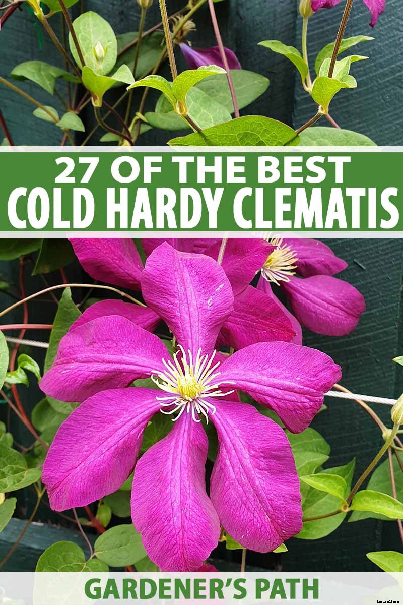 27 of the Best Cold Hardy Clematis Varieties