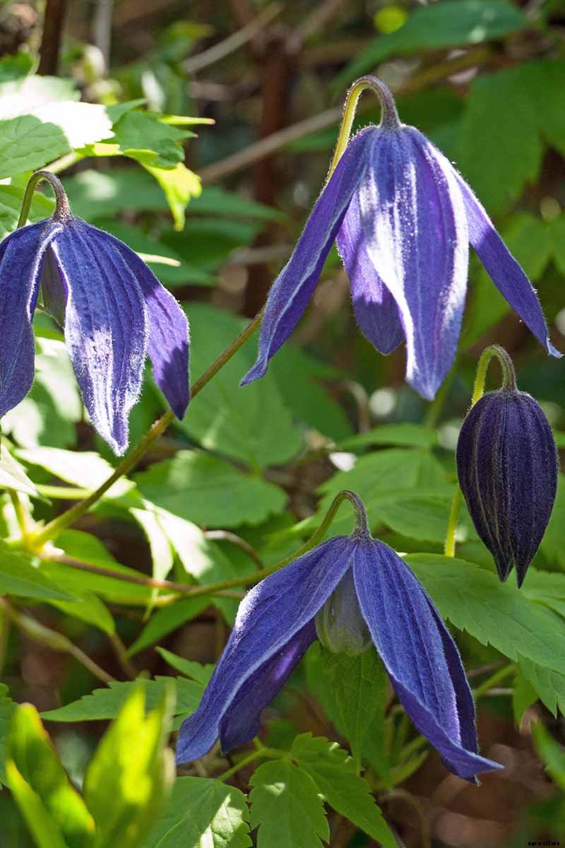 27 of the Best Cold Hardy Clematis Varieties