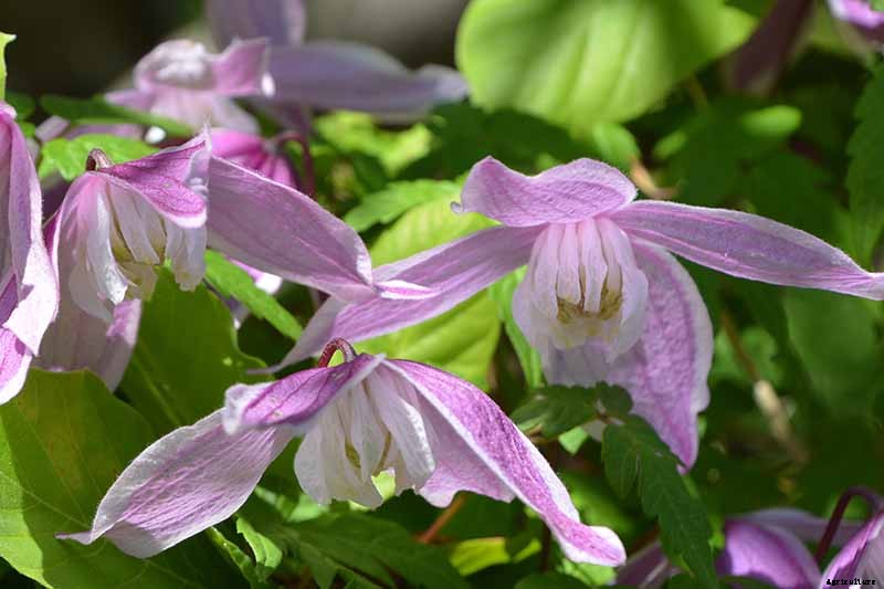 27 of the Best Cold Hardy Clematis Varieties