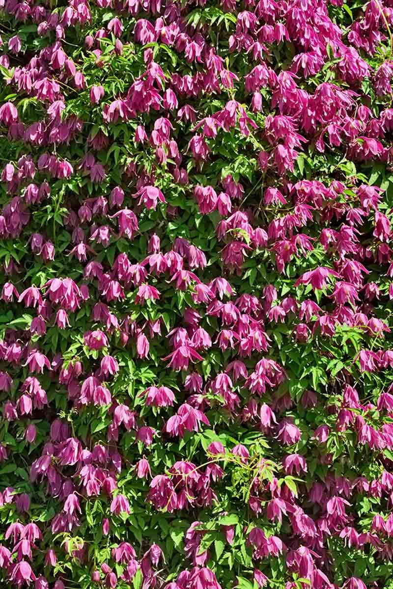 27 of the Best Cold Hardy Clematis Varieties