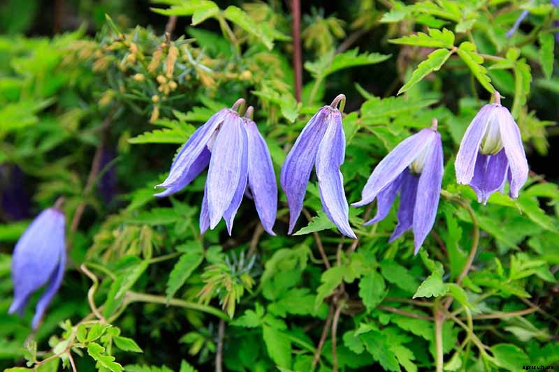27 of the Best Cold Hardy Clematis Varieties