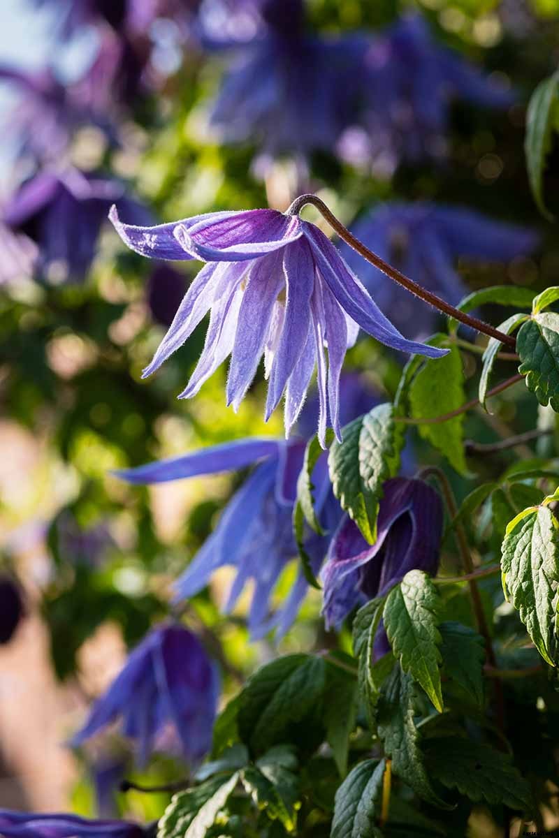 27 of the Best Cold Hardy Clematis Varieties