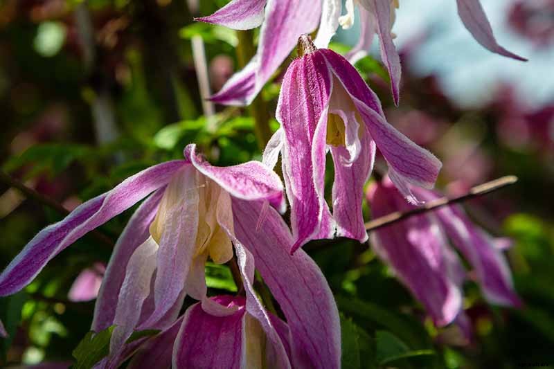 27 of the Best Cold Hardy Clematis Varieties