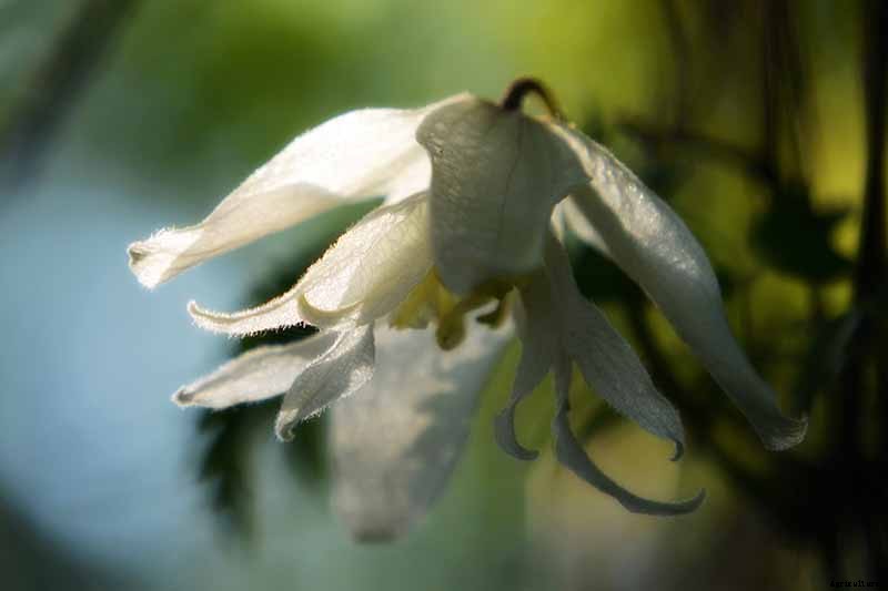 27 of the Best Cold Hardy Clematis Varieties