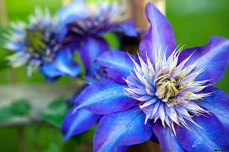 27 of the Best Cold Hardy Clematis Varieties