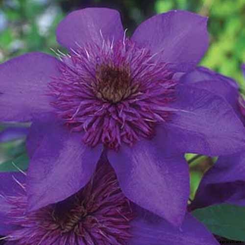 27 of the Best Cold Hardy Clematis Varieties