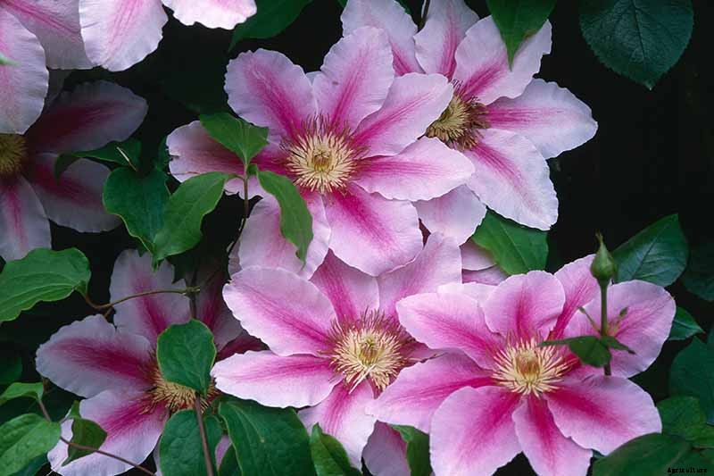 27 of the Best Cold Hardy Clematis Varieties