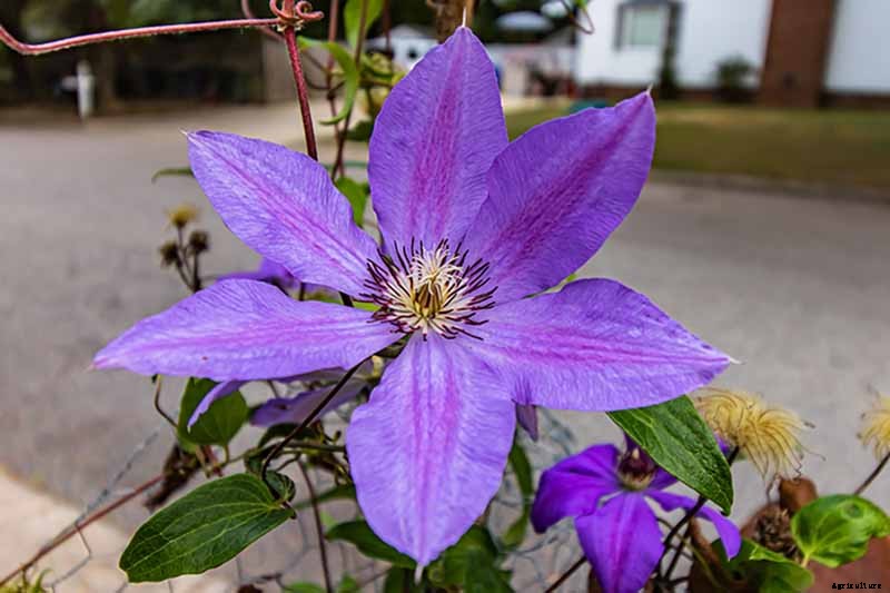 27 of the Best Cold Hardy Clematis Varieties