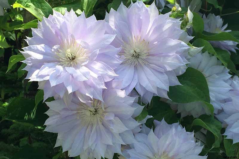 27 of the Best Cold Hardy Clematis Varieties