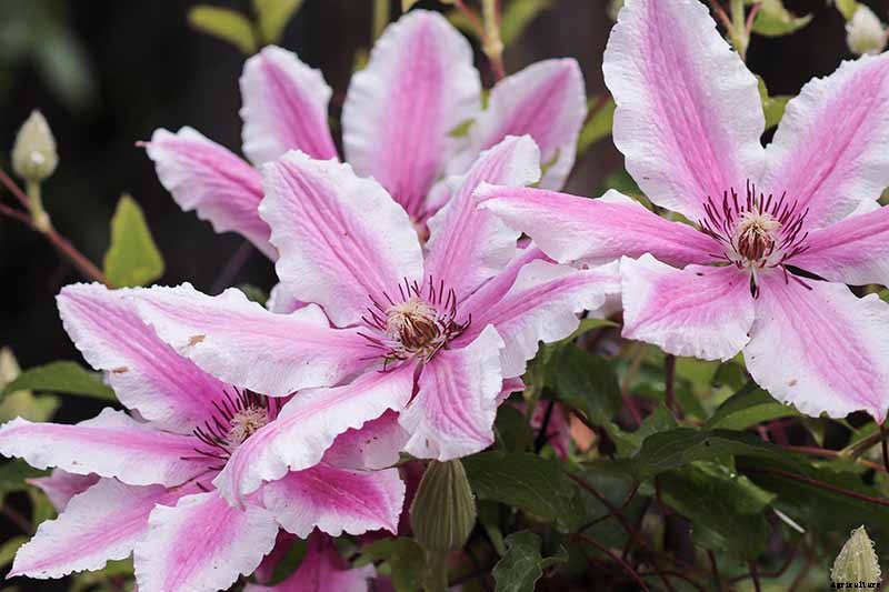 27 of the Best Cold Hardy Clematis Varieties