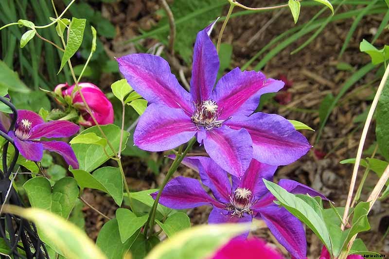 27 of the Best Cold Hardy Clematis Varieties