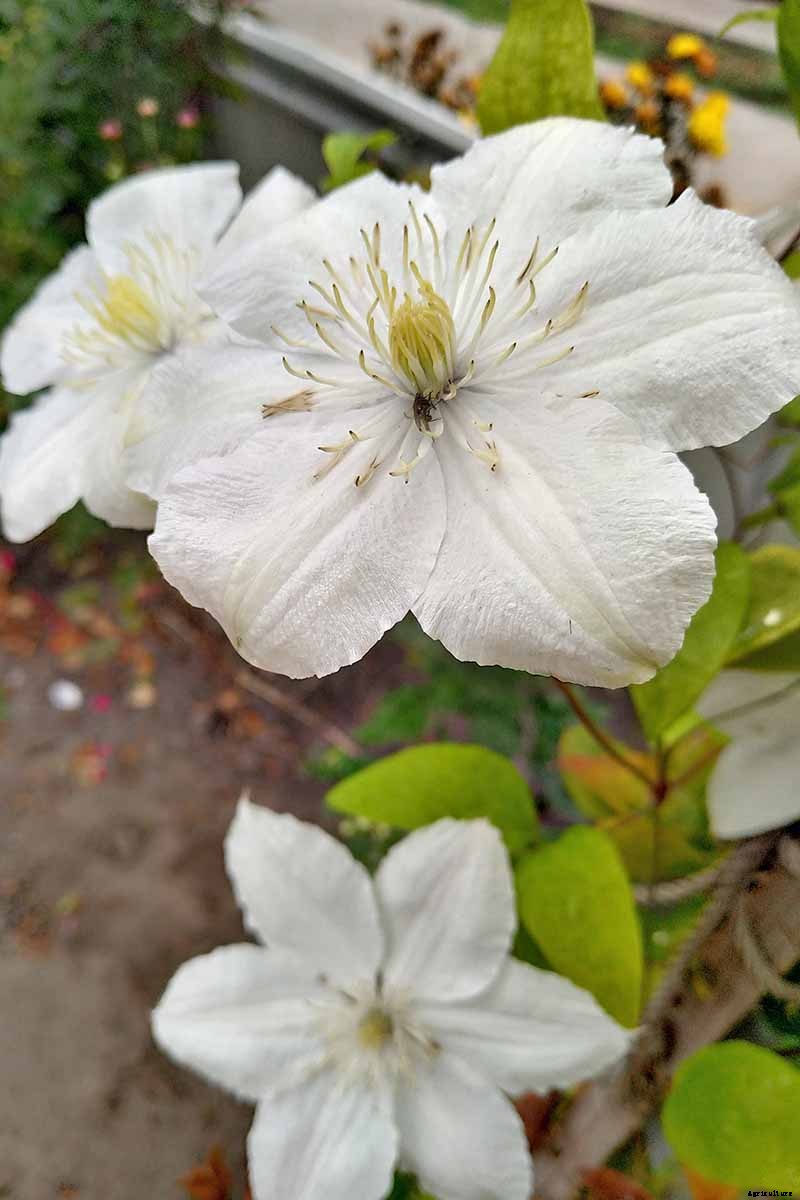27 of the Best Cold Hardy Clematis Varieties
