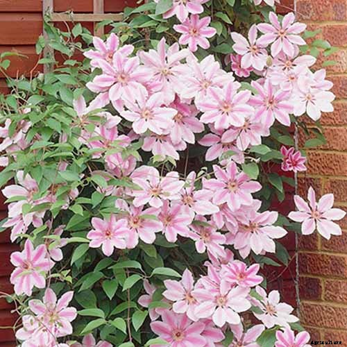 27 of the Best Cold Hardy Clematis Varieties