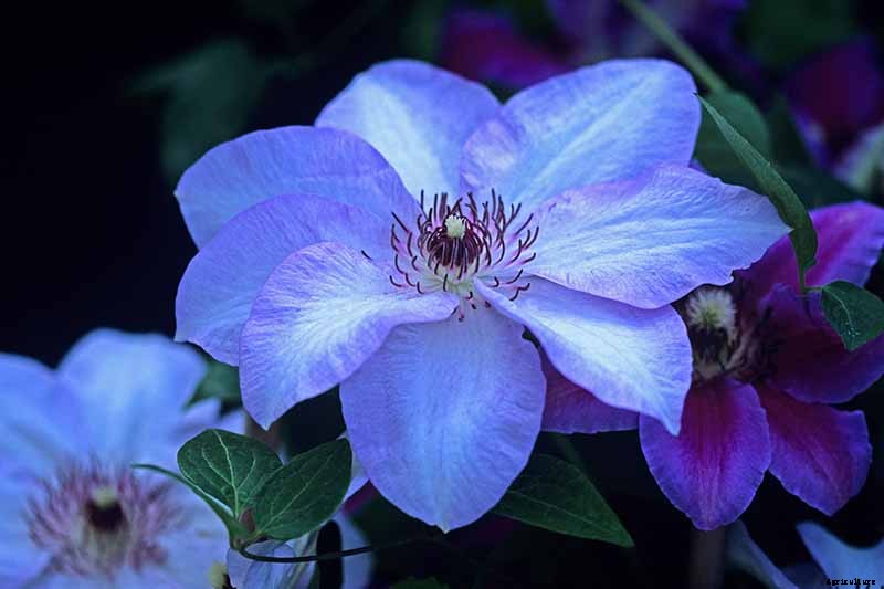 27 of the Best Cold Hardy Clematis Varieties