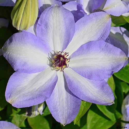27 of the Best Cold Hardy Clematis Varieties