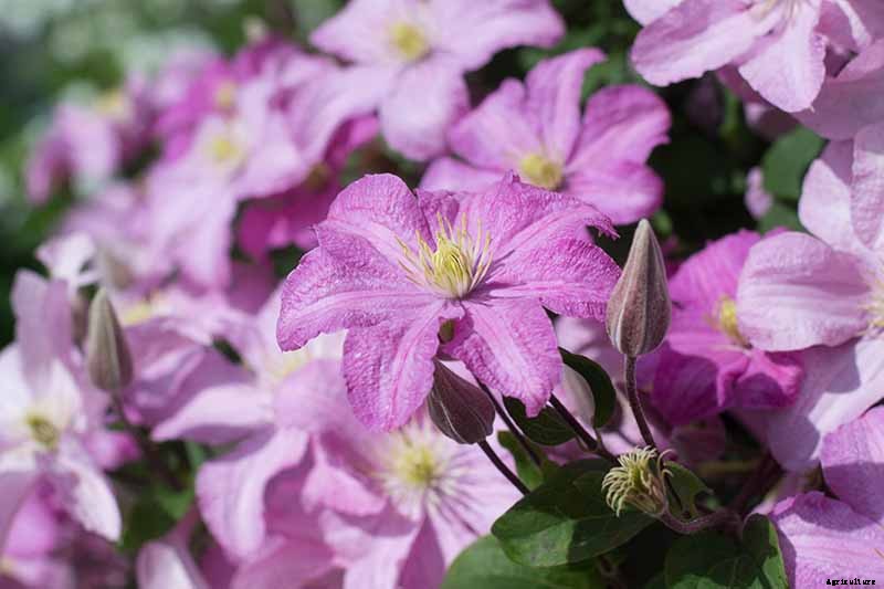 27 of the Best Cold Hardy Clematis Varieties