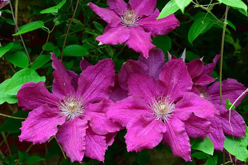 27 of the Best Cold Hardy Clematis Varieties