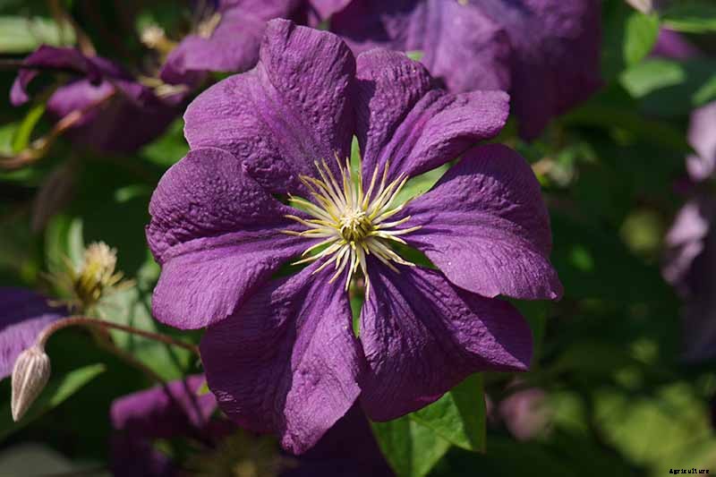 27 of the Best Cold Hardy Clematis Varieties