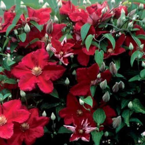 27 of the Best Cold Hardy Clematis Varieties