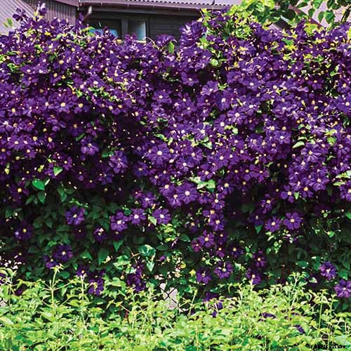 27 of the Best Cold Hardy Clematis Varieties