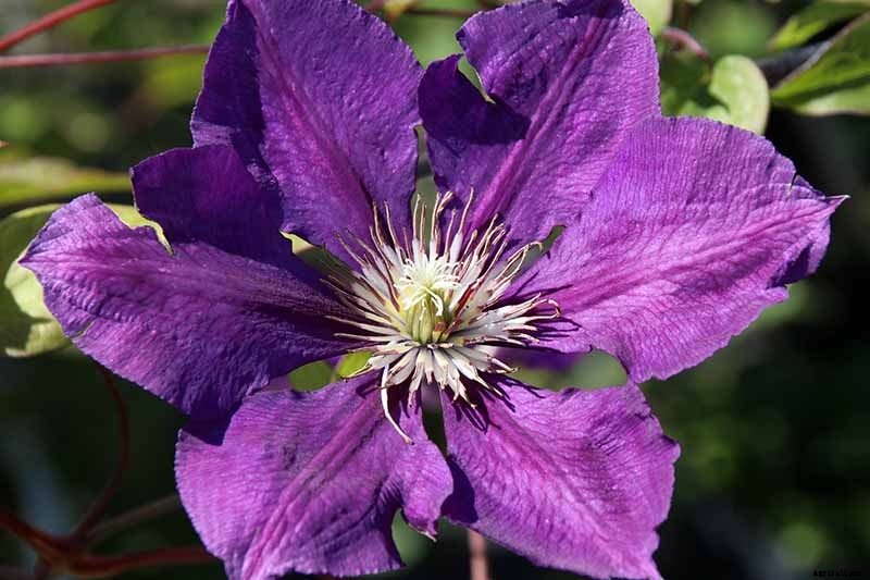 27 of the Best Cold Hardy Clematis Varieties