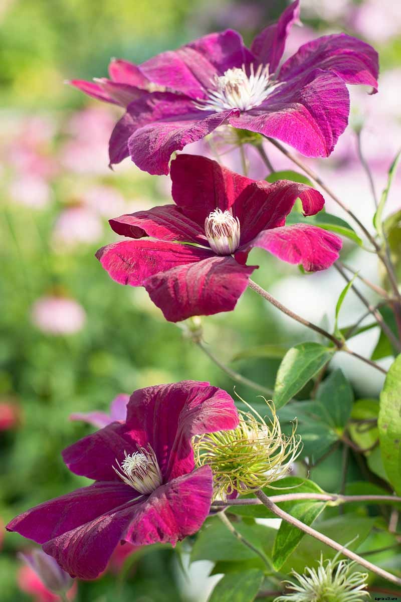 27 of the Best Cold Hardy Clematis Varieties
