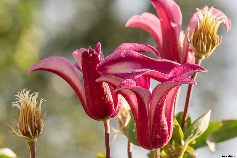 27 of the Best Cold Hardy Clematis Varieties