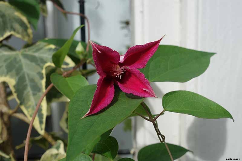 27 of the Best Cold Hardy Clematis Varieties