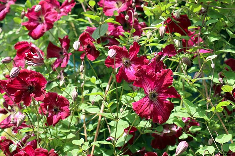27 of the Best Cold Hardy Clematis Varieties