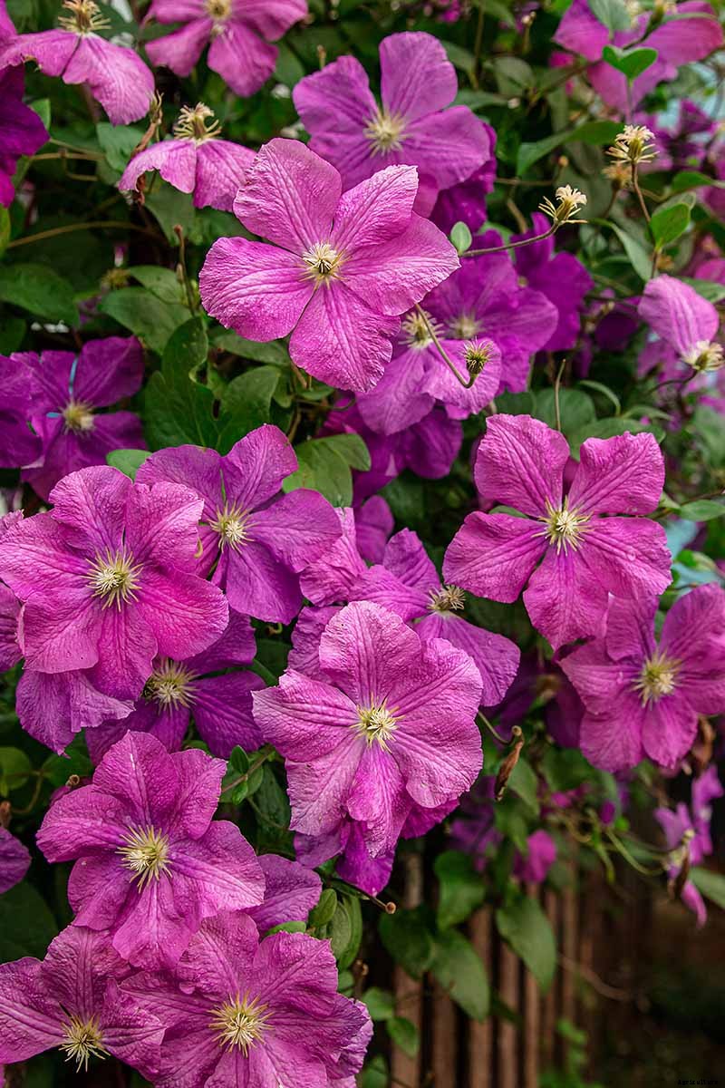 27 of the Best Cold Hardy Clematis Varieties