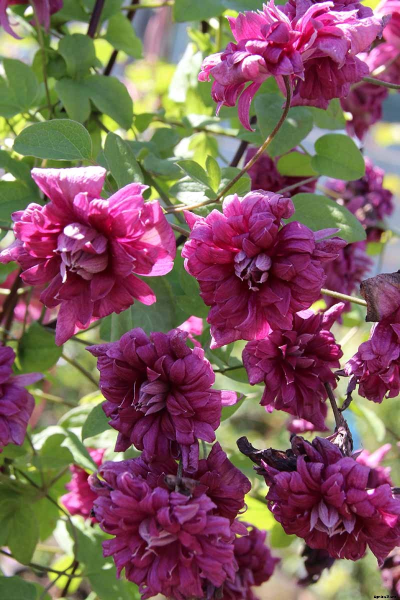27 of the Best Cold Hardy Clematis Varieties
