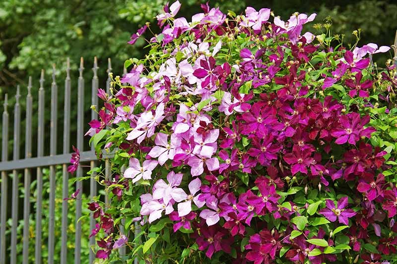 27 of the Best Cold Hardy Clematis Varieties