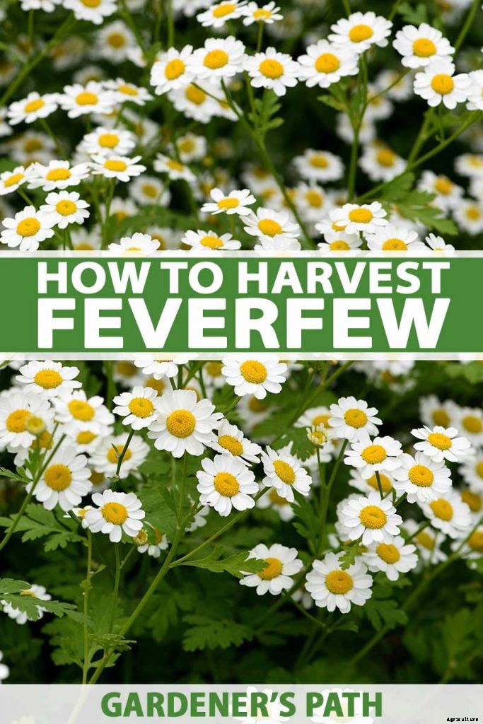 How to Harvest Feverfew