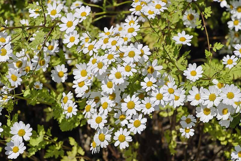 How to Harvest Feverfew