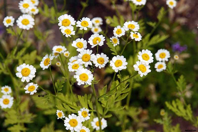 How to Harvest Feverfew