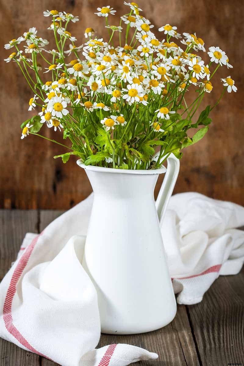 How to Harvest Feverfew