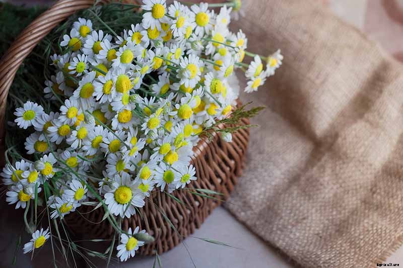 How to Harvest Feverfew