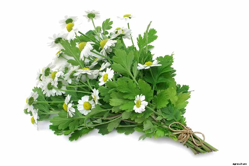 How to Harvest Feverfew