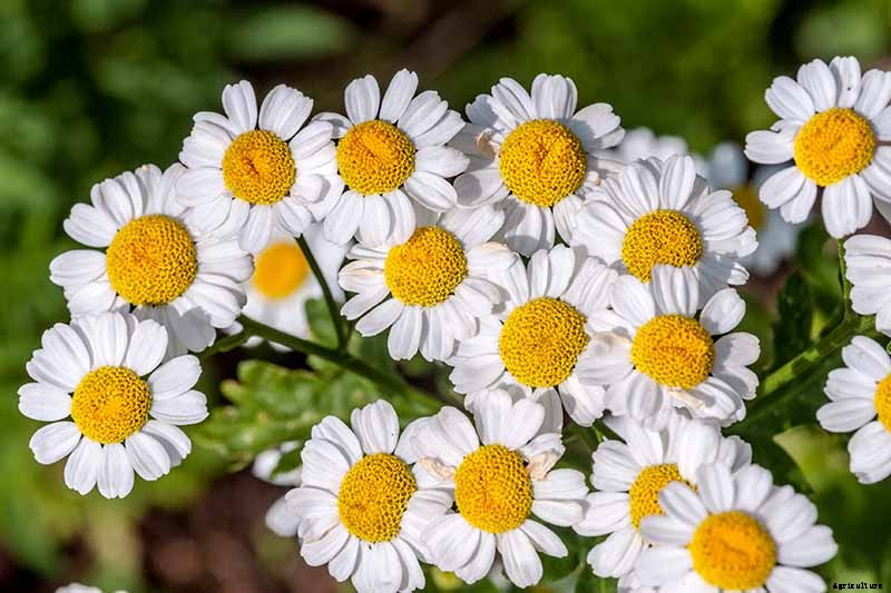 How to Harvest Feverfew