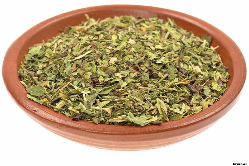 How to Harvest Feverfew