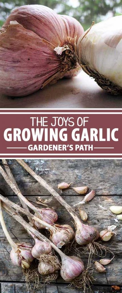 How to Plant and Grow Garlic in Your Veggie Patch