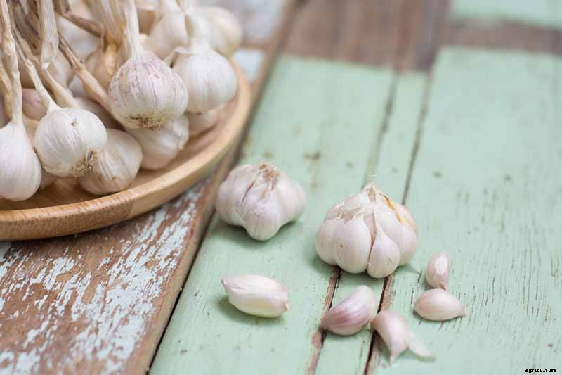 How to Plant and Grow Garlic in Your Veggie Patch