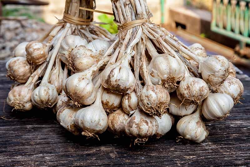 How to Plant and Grow Garlic in Your Veggie Patch